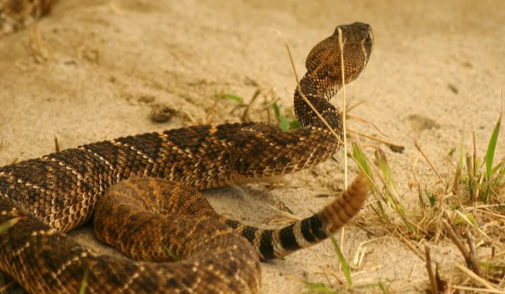 Rattlesnakes! — Digital Grin Photography Forum